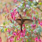 Kolibri in Papallacta - Ecuador