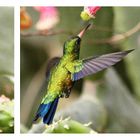 Kolibri in Paraguay