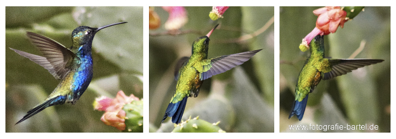 Kolibri in Paraguay