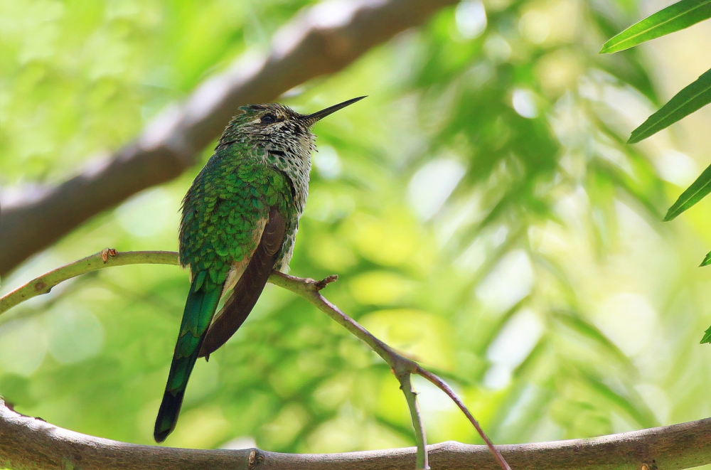 Kolibri in Peru
