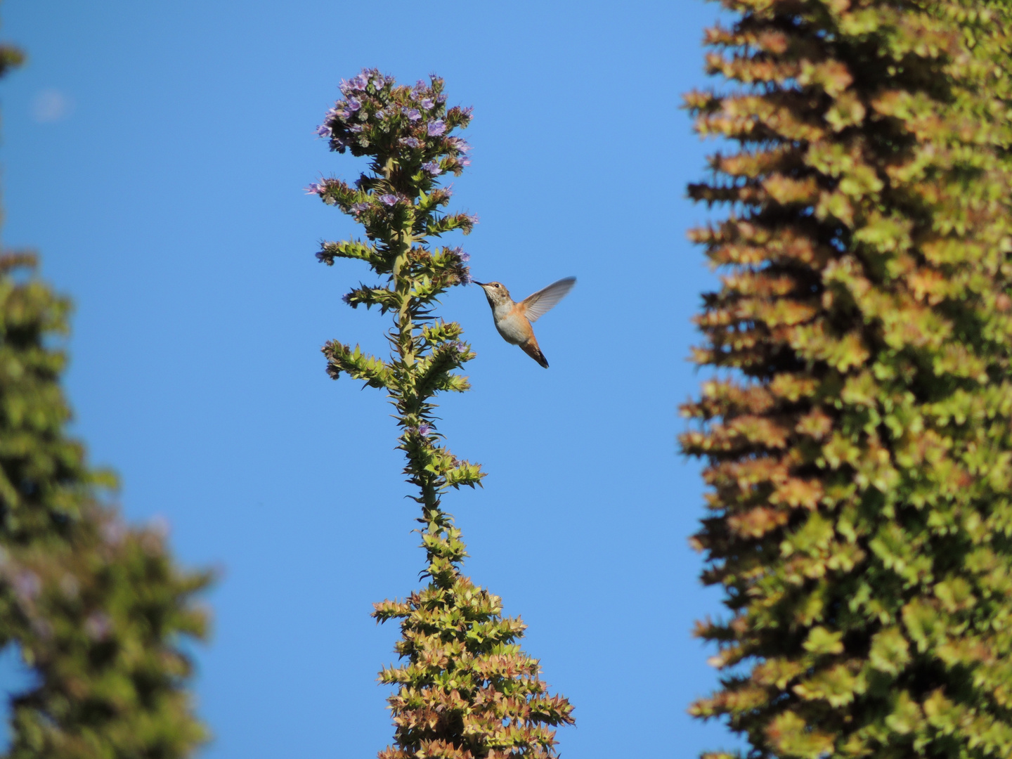 Kolibri in San Francisco