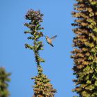 Kolibri in San Francisco