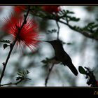 Kolibri in schwarz