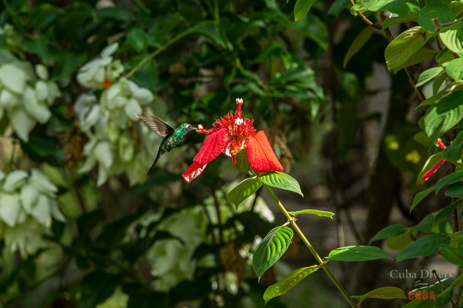 Kolibri in Soroa, Kuba