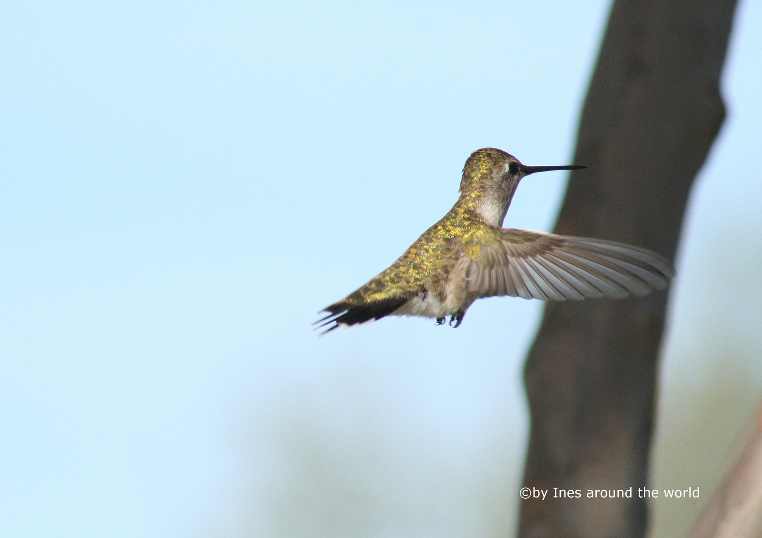 Kolibri in Texas