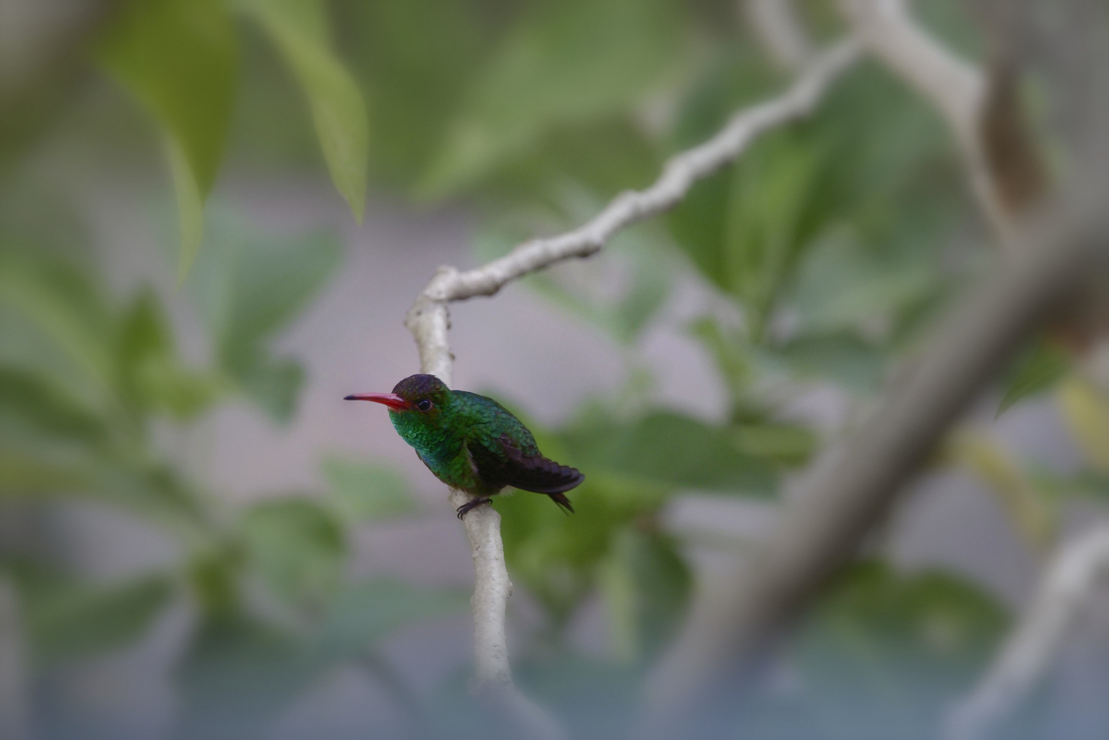 Kolibri in Venezuela