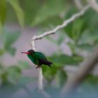 Kolibri in Venezuela