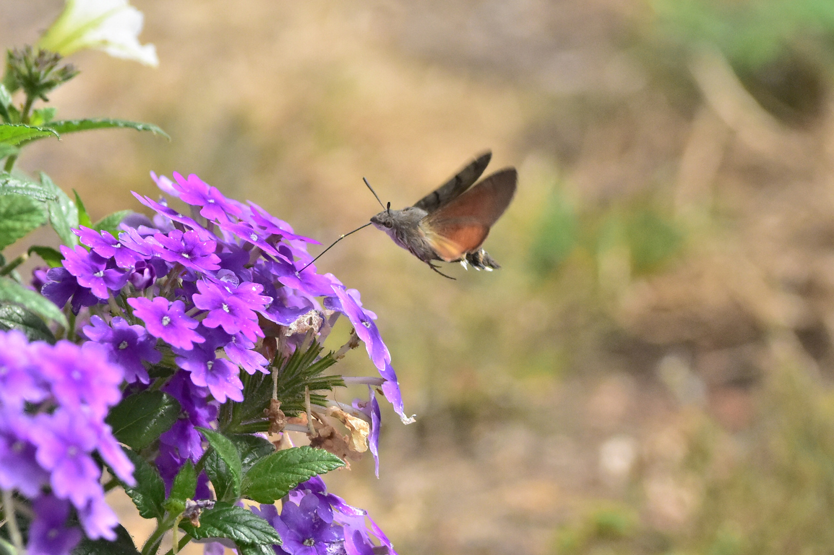 Kolibri Insekt