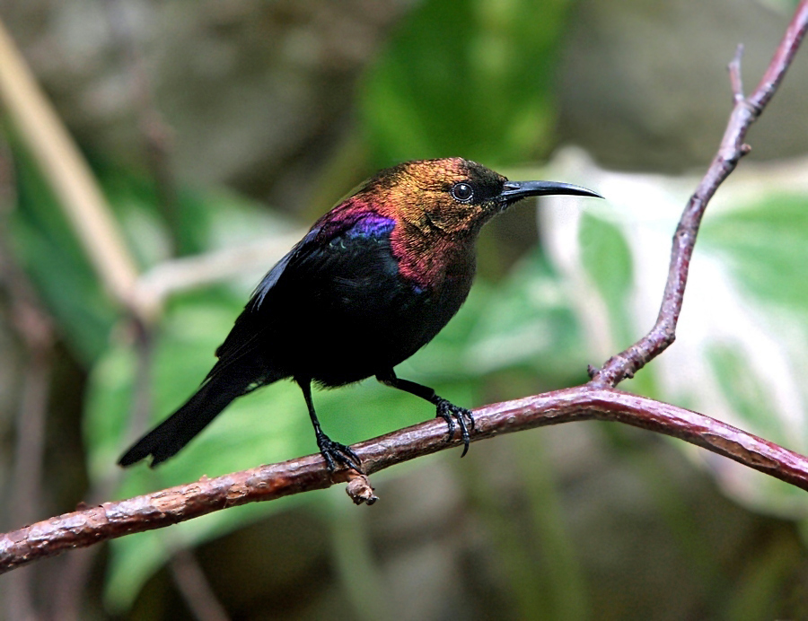 KOLIBRI  /  KUPFERVOGEL