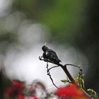 Kolibri lebhaft nachdenkend