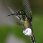 Kolibri live und in Farbe