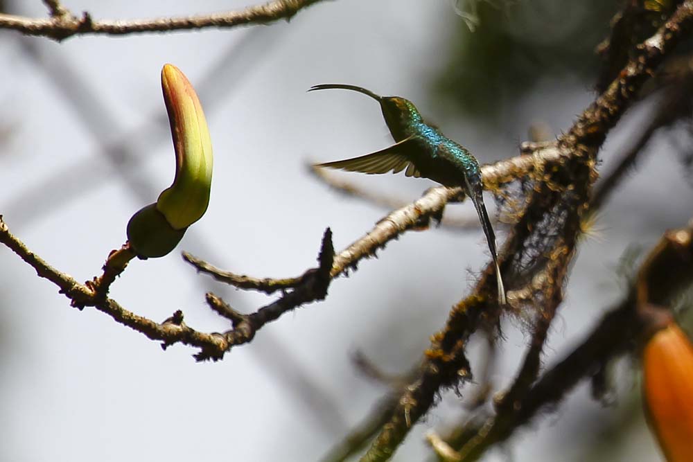 Kolibri Mahlzeit