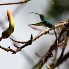 Kolibri Mahlzeit