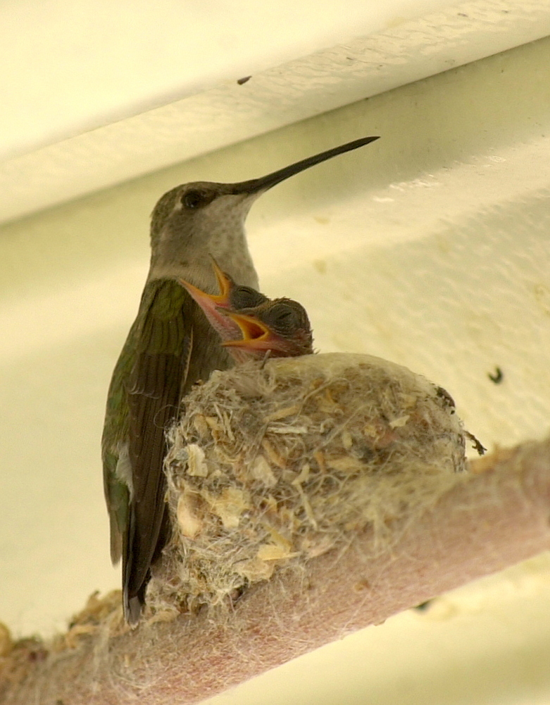 Kolibri mit Babies