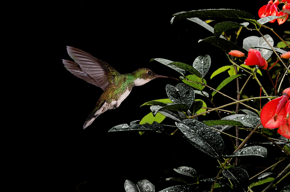 Kolibri mit Ceibo Blumen