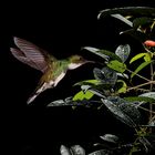 Kolibri mit Ceibo Blumen