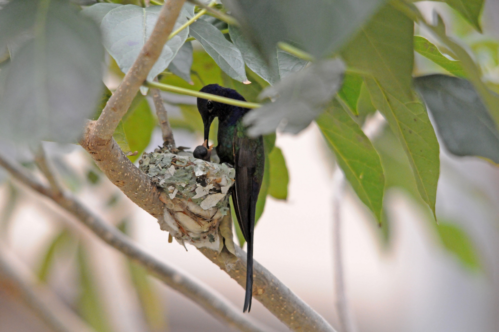 Kolibri mit Jungem im Nest