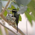 Kolibri mit Jungem im Nest
