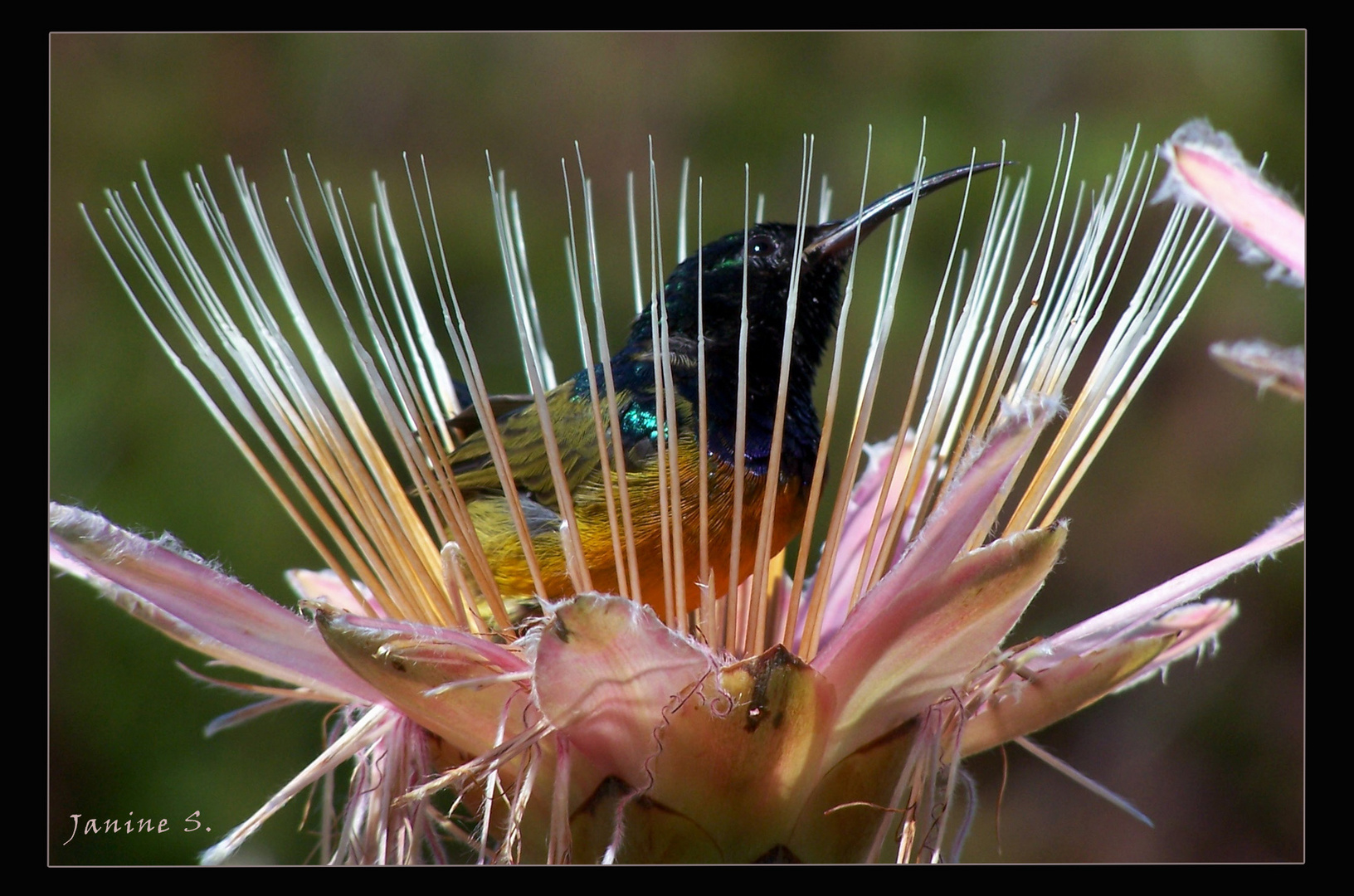 Kolibri mittendrin