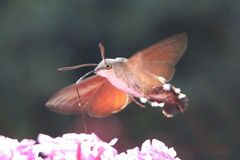 Kolibri? Nein ,aber schwer zu fotografieren