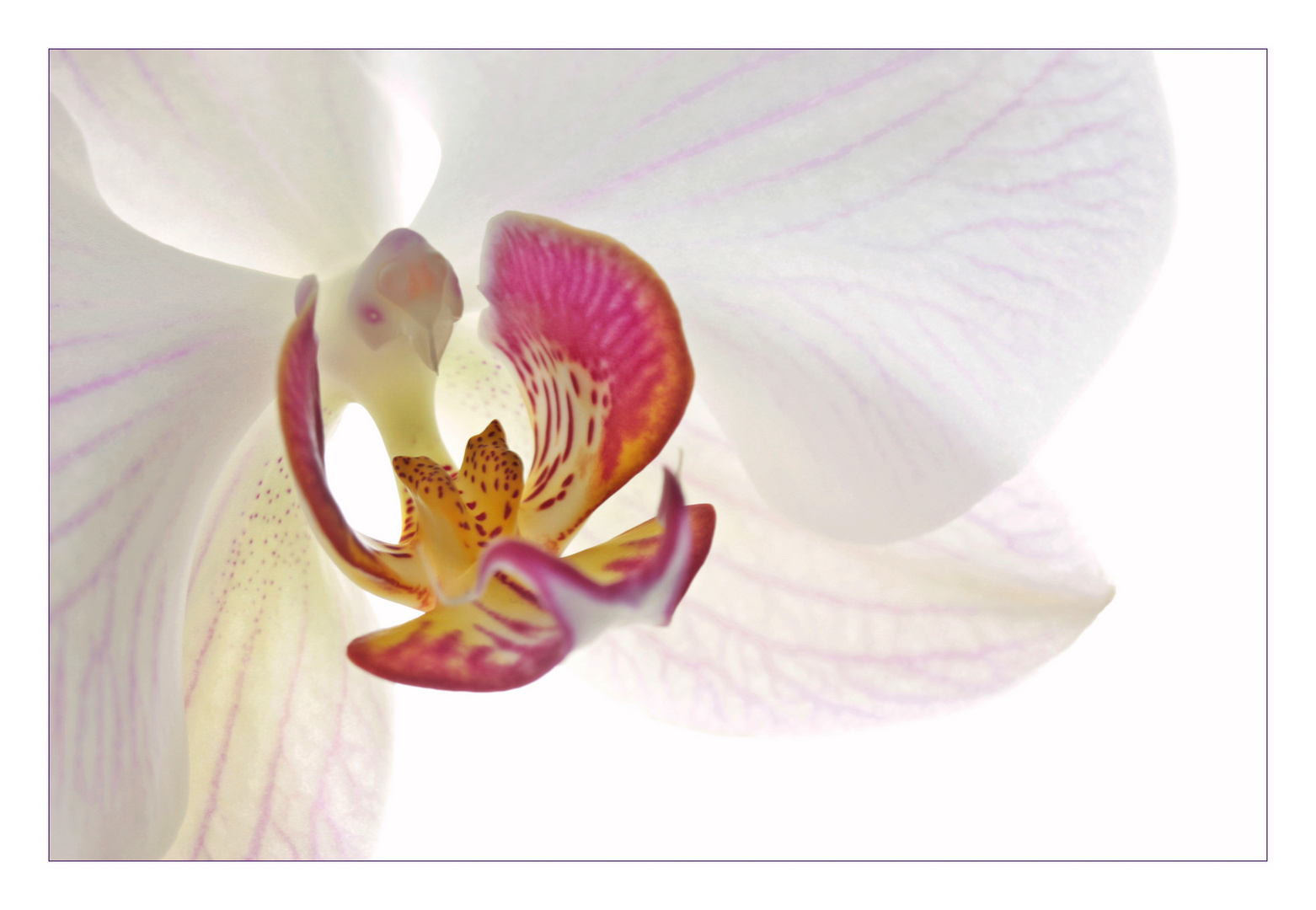 Kolibri-Orchidee