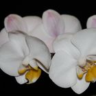 Kolibri - Orchidee weiß