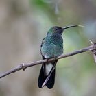 Kolibri-Paradies Kolumbien