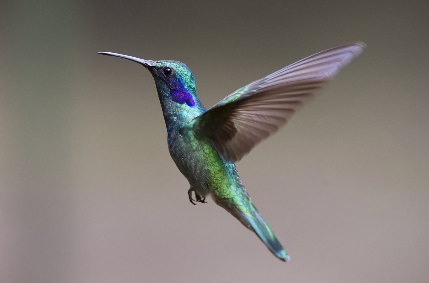 Kolibri Purpurkehlnymphe Foto Bild tiere wildlife Kolibri Purpurkehlnymphe Foto Bild tiere wildlife