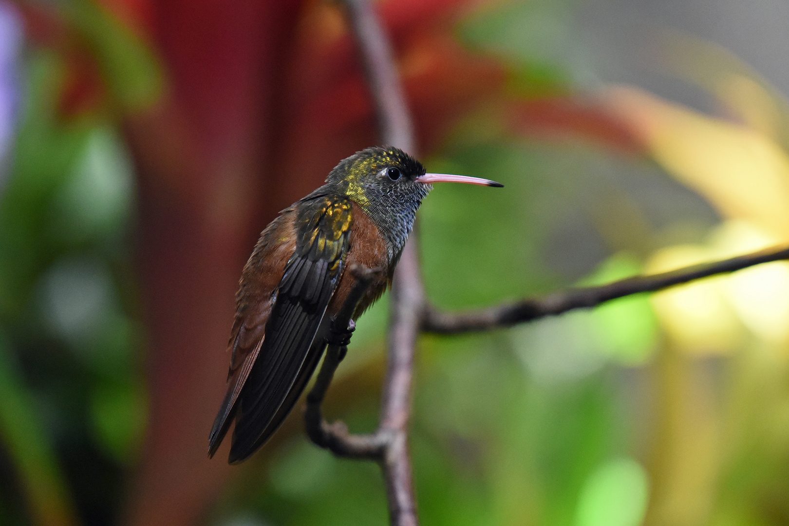 Kolibri / Rostbauchamazilie