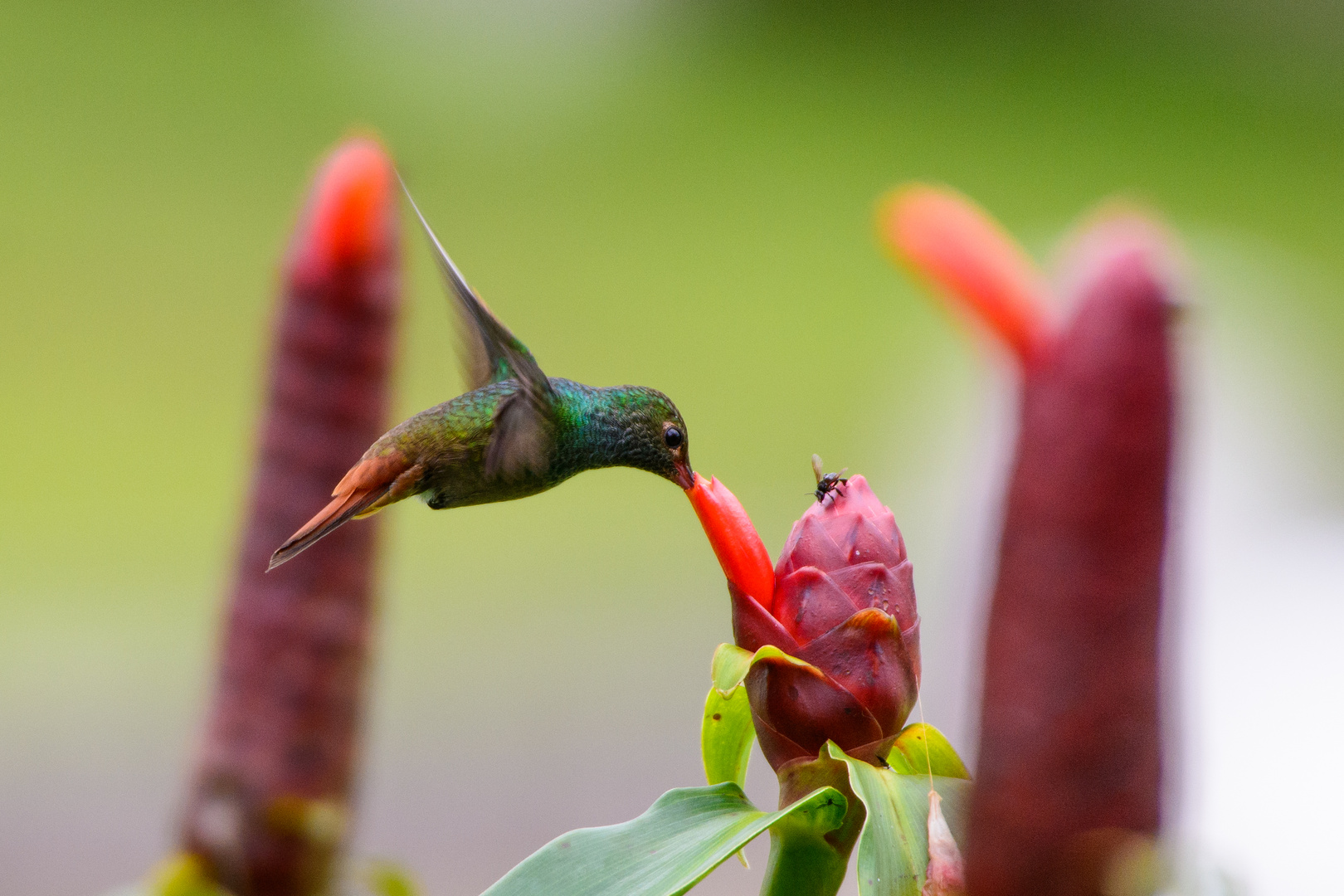 Kolibri - Rufous-tailed Hummingbird