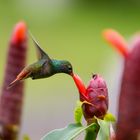 Kolibri - Rufous-tailed Hummingbird