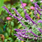 Kolibri - San Gerardo de Dota - Costa Rica