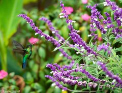 Kolibri - San Gerardo de Dota - Costa Rica
