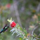 Kolibri - San Gerardo de Dota - Costa Rica