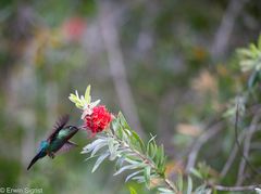 Kolibri - San Gerardo de Dota - Costa Rica