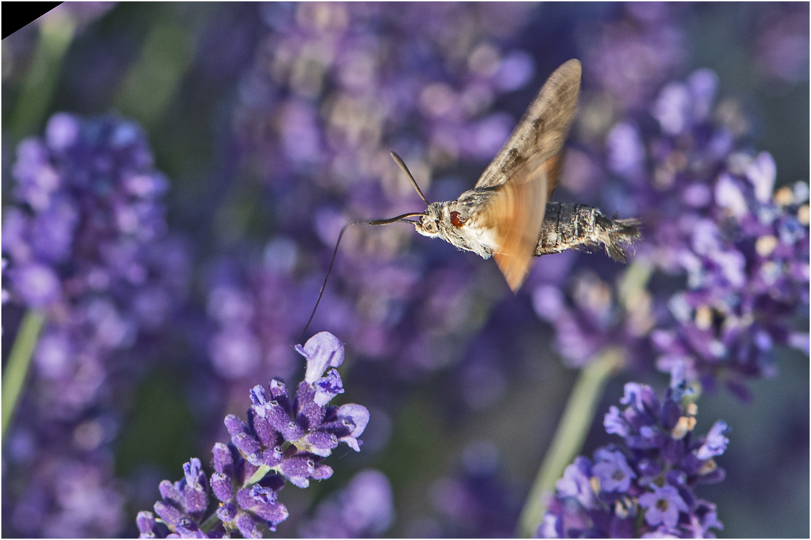 "Kolibri-Schmetterling" wird das Taubenschwänzchen ((Macroglossum stellatarum) auch . . . 