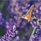 "Kolibri-Schmetterling" wird das Taubenschwänzchen ((Macroglossum stellatarum) auch . . . 