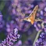 "Kolibri-Schmetterling" wird das Taubenschwänzchen ((Macroglossum stellatarum) auch . . . 