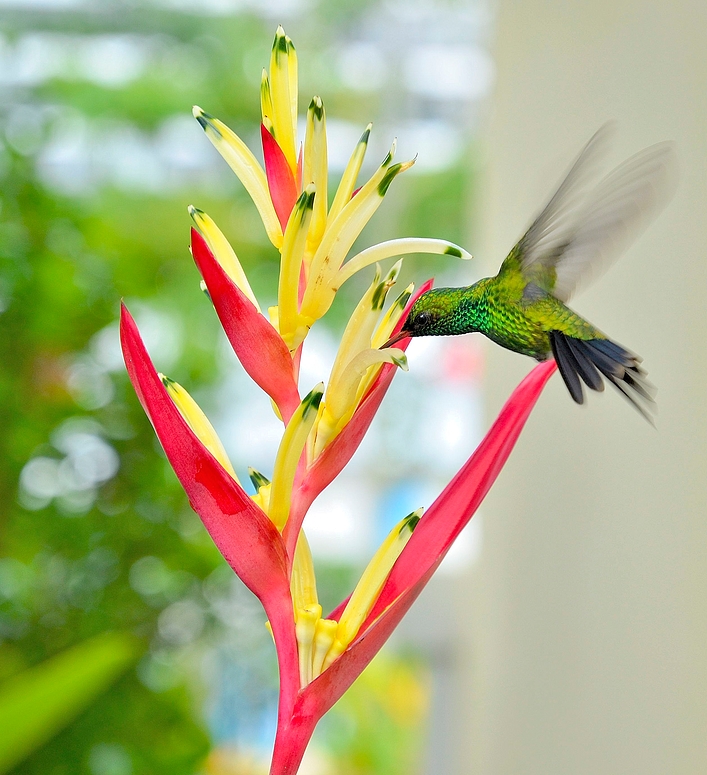 Kolibri Schnappschuss