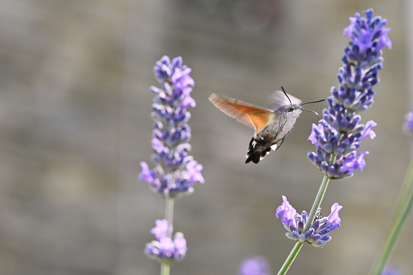 Kolibri-Schwärmer