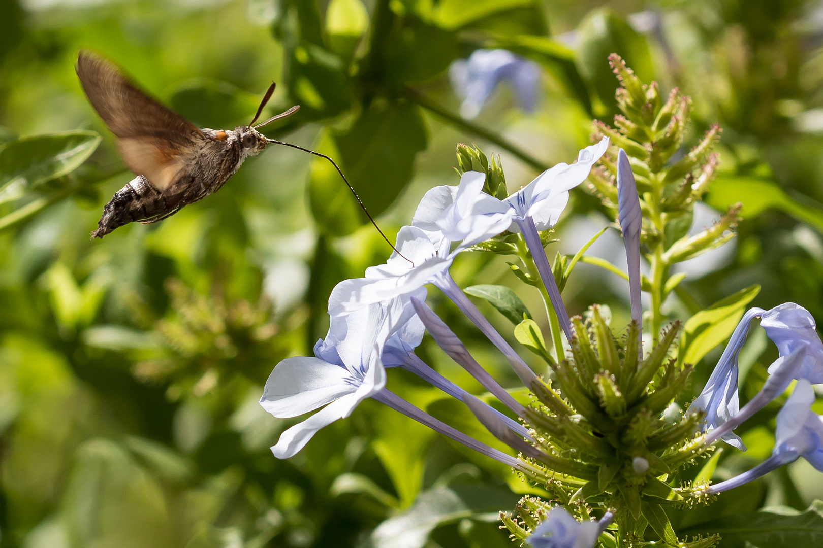 Kolibri Schwarmer beim Auftanken