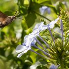 Kolibri Schwarmer beim Auftanken