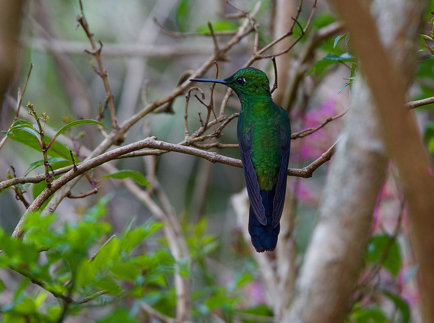 Kolibri sp. aus dem Nebelwald von Panama