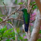 Kolibri sp. aus dem Nebelwald von Panama