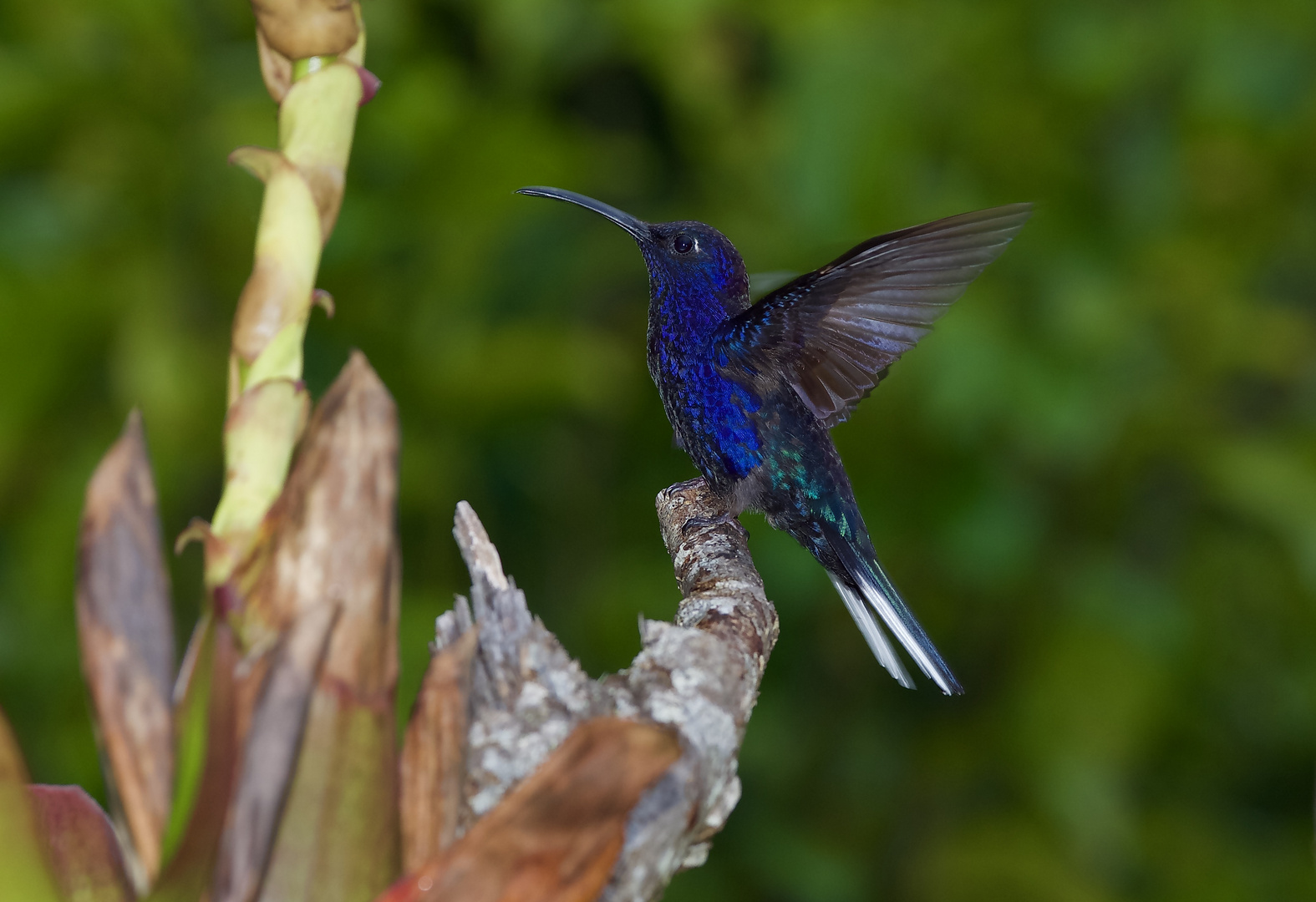 Kolibri sp. aus dem Nebelwald von Panama