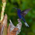 Kolibri sp. aus dem Nebelwald von Panama