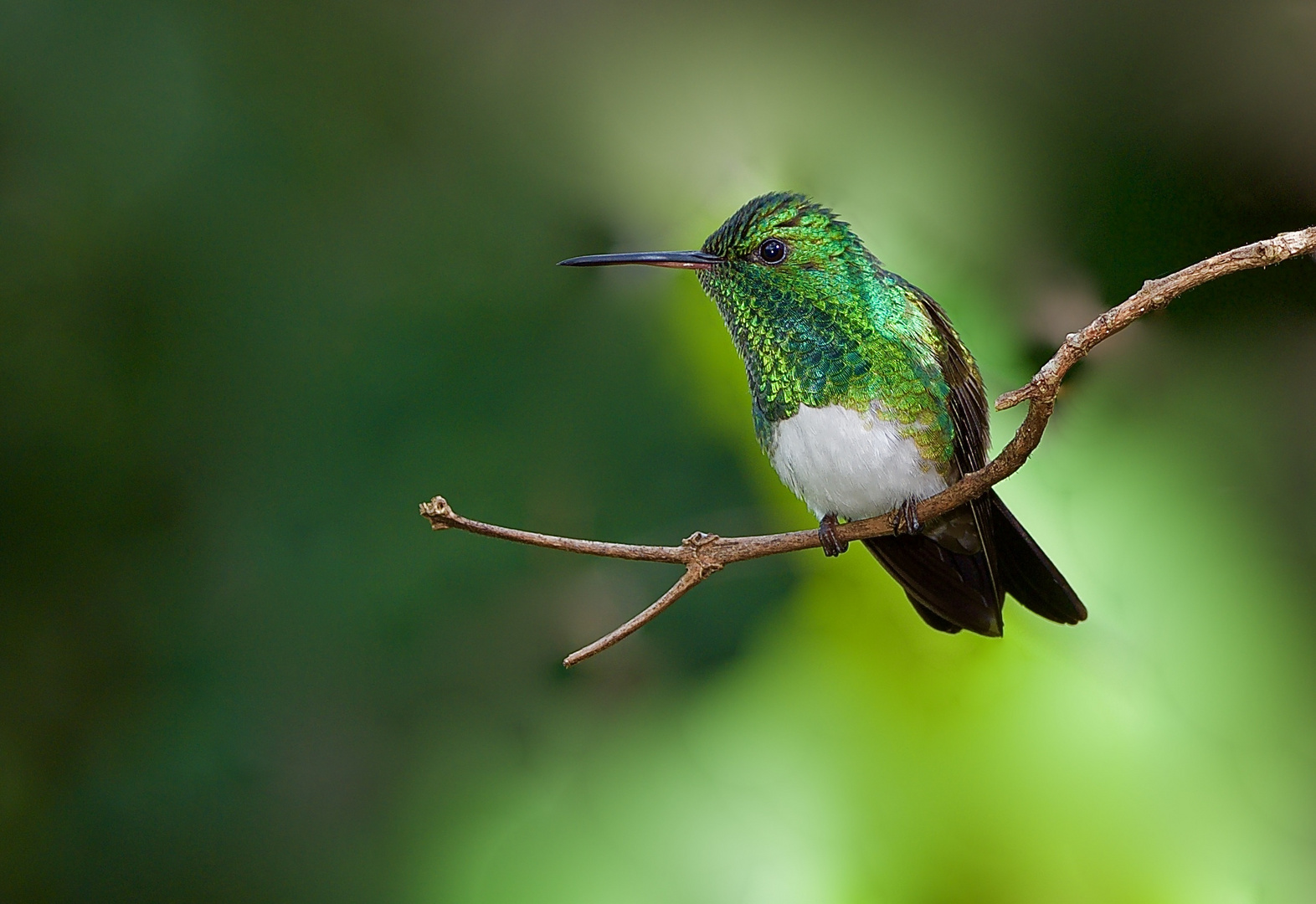 Kolibri sp. aus dem Nebelwald von panama