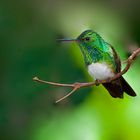 Kolibri sp. aus dem Nebelwald von panama