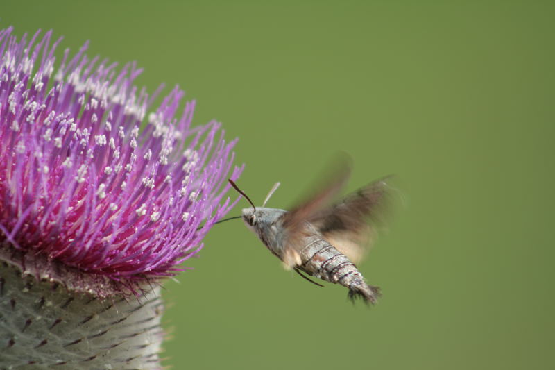 Kolibri (Taubenschwänzchen)