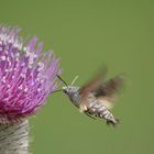 Kolibri (Taubenschwänzchen)